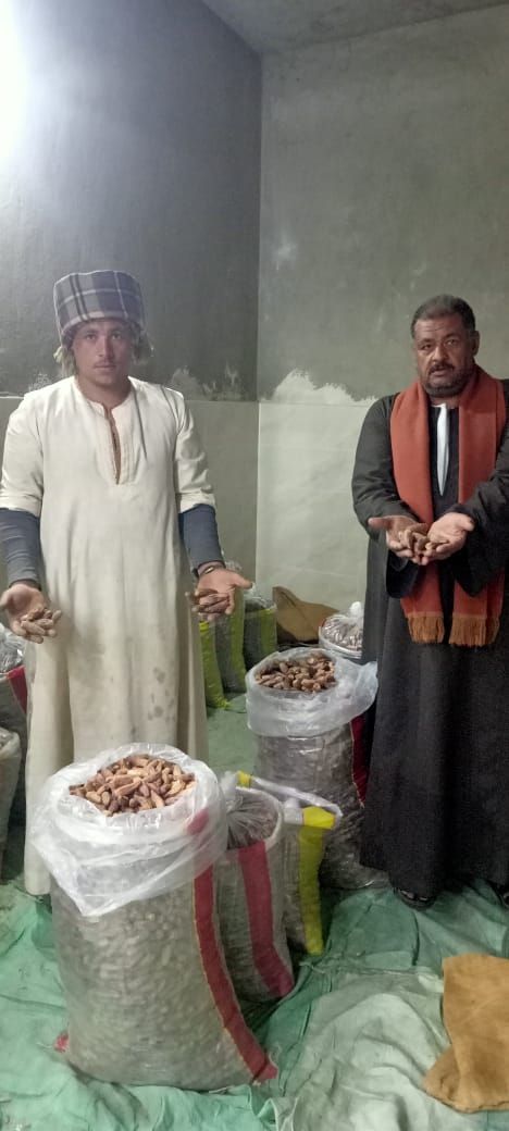 تعدد أنواع التمور التي يتم جلبها من الصعيد