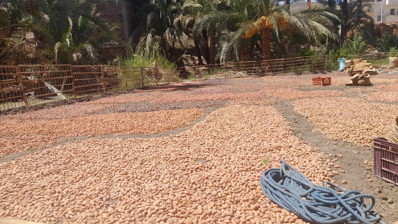 تجفيف البلح بقنا تجفيف البلح بقنا