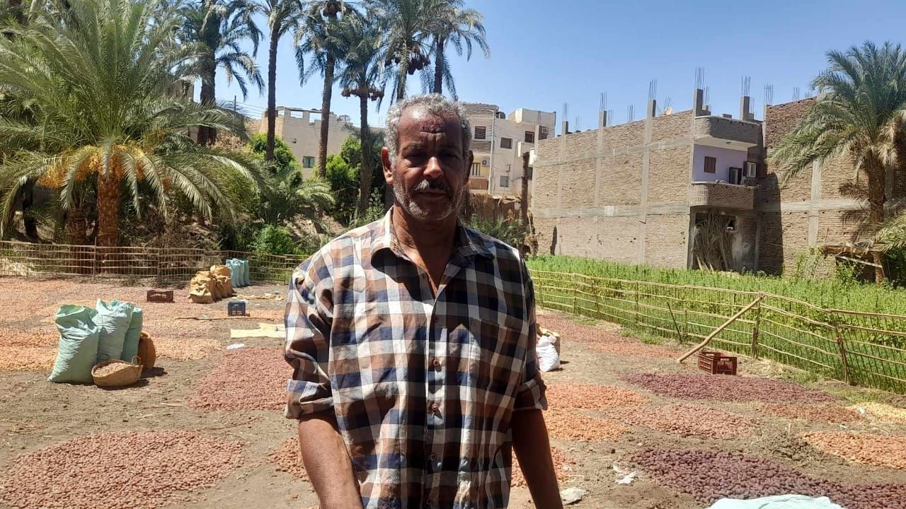 تاجر تجفيف البلح على مسطاح تاجر تجفيف البلح على مسطاح
