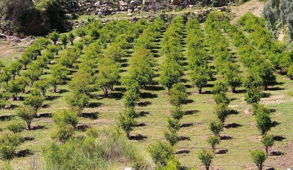 العونة.. عنوان التكافل السعودي منذ القدم - واس