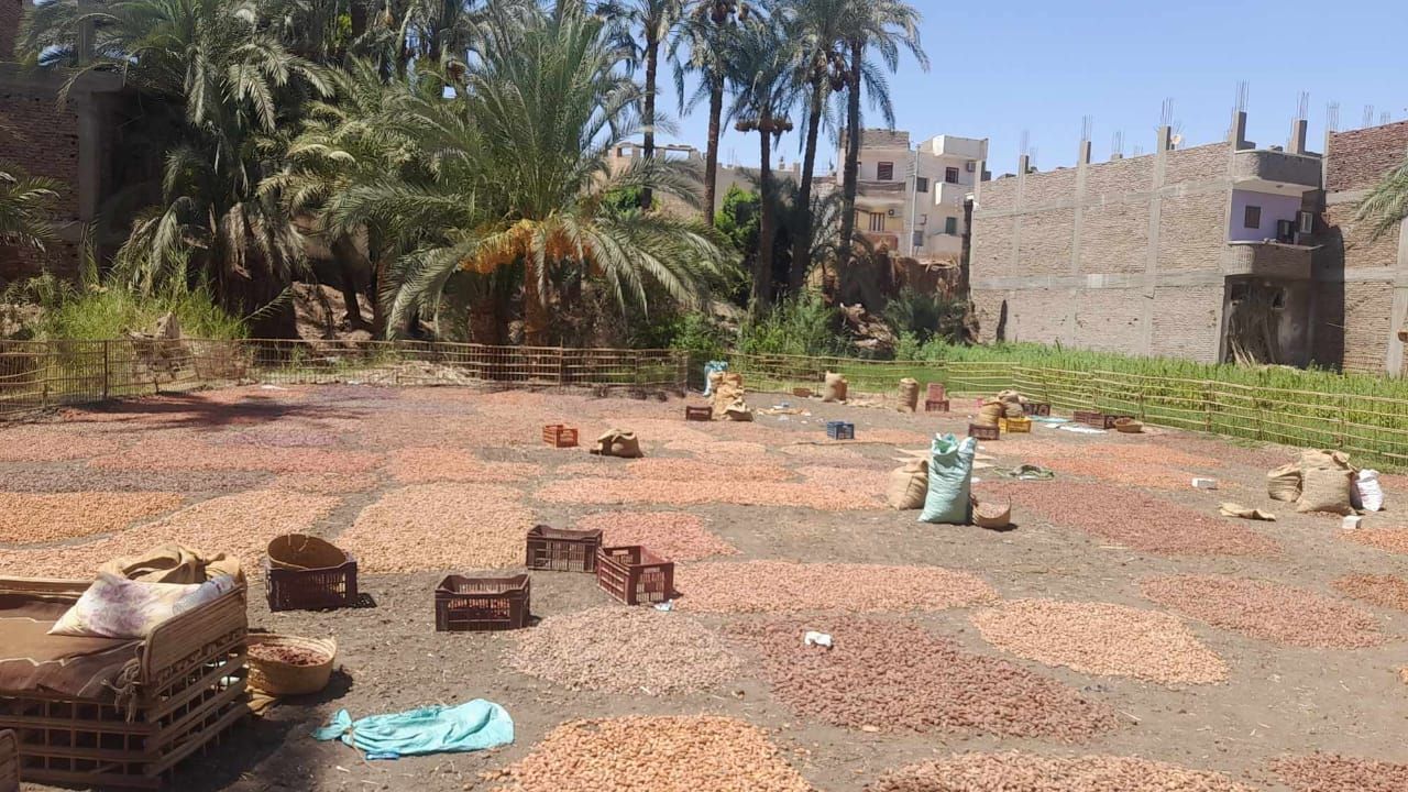 مسطاح بلح بقنا مسطاح بلح بقنا
