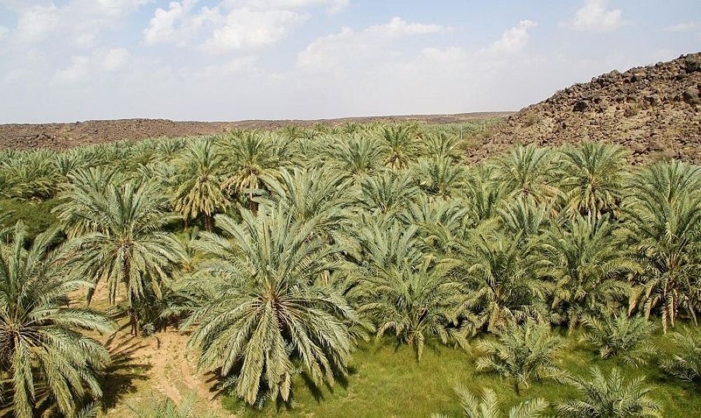 العونة.. عنوان التكافل السعودي منذ القدم - واس