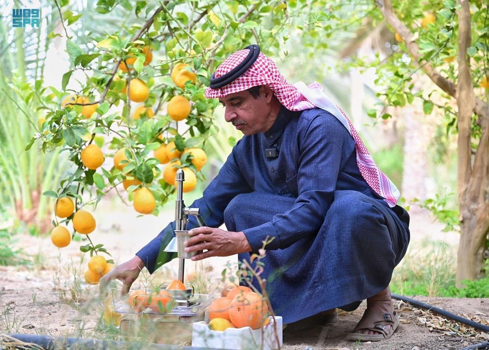 مزارع البرتقال في العُلا- واس
