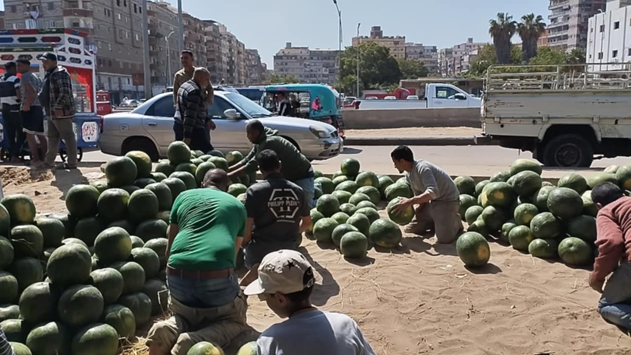 فرز البطيخ في مزاد الإسكندرية_1 فرز البطيخ في مزاد الإسكندرية_1