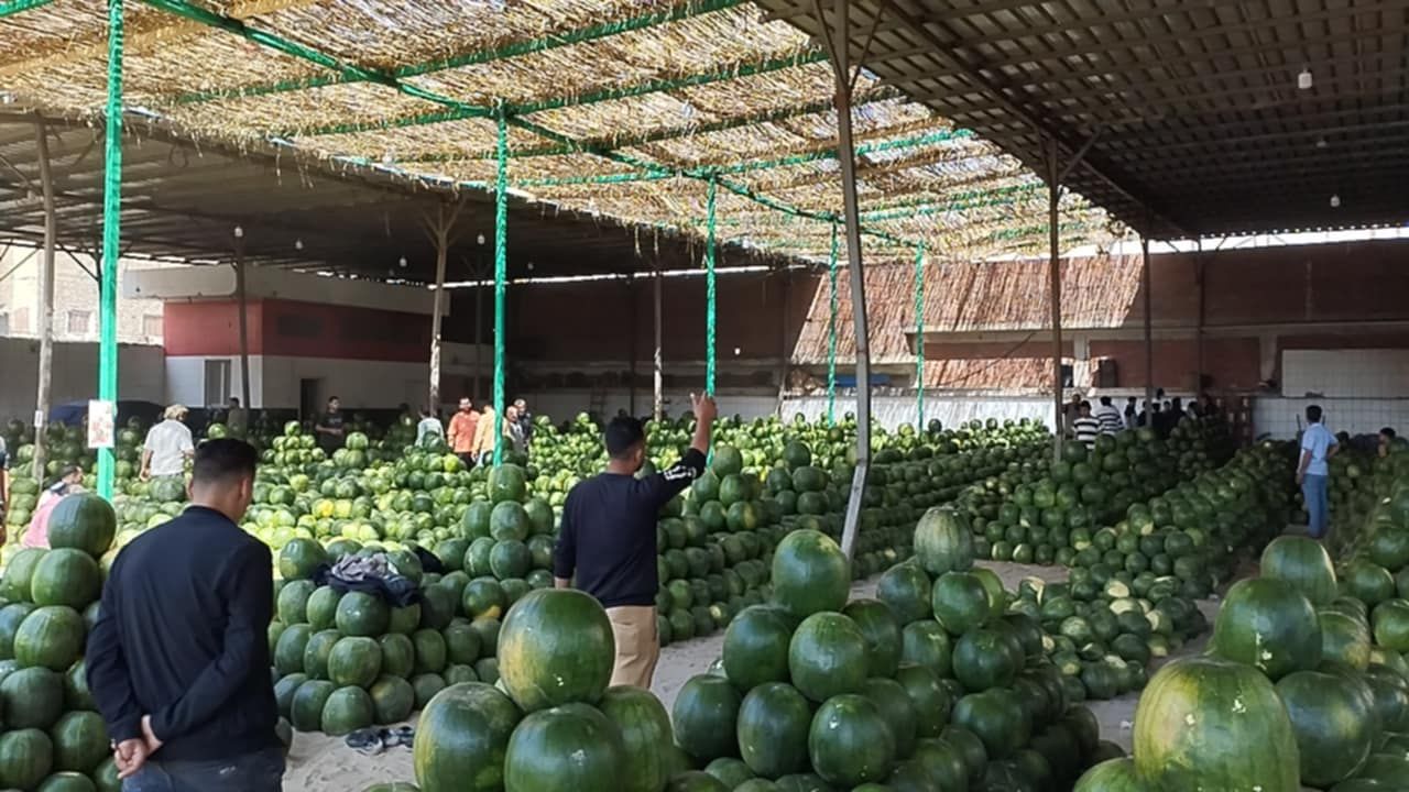 اكبر شادر لمزاد بيع البطيخ في الإسكندرية اكبر شادر لمزاد بيع البطيخ في الإسكندرية