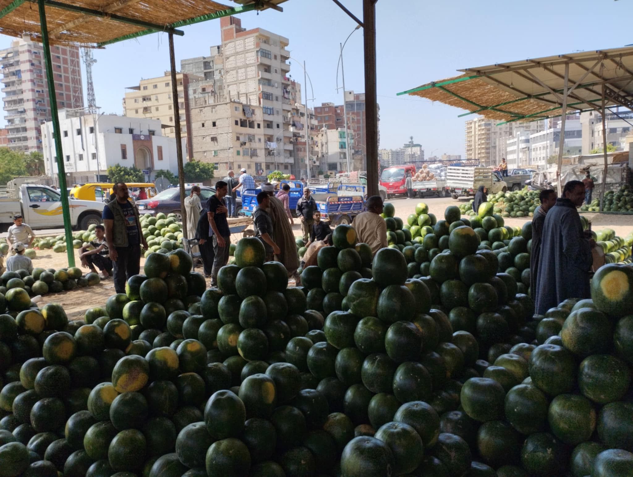 مزاد بيع البطيخ بالجملة في الإسكندرية مزاد بيع البطيخ بالجملة في الإسكندرية