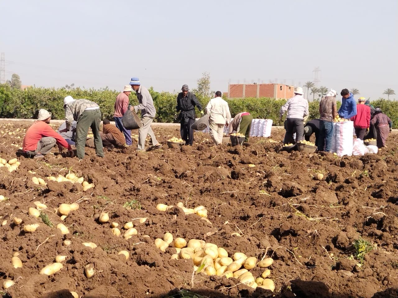 حصاد البطاطس بالقليوبية حصاد البطاطس بالقليوبية