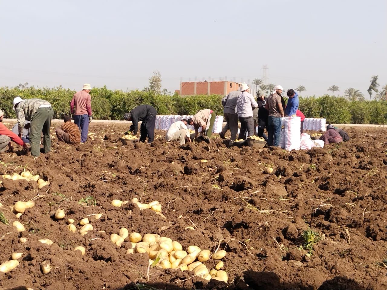 أثناء عملية الحصاد أثناء عملية الحصاد