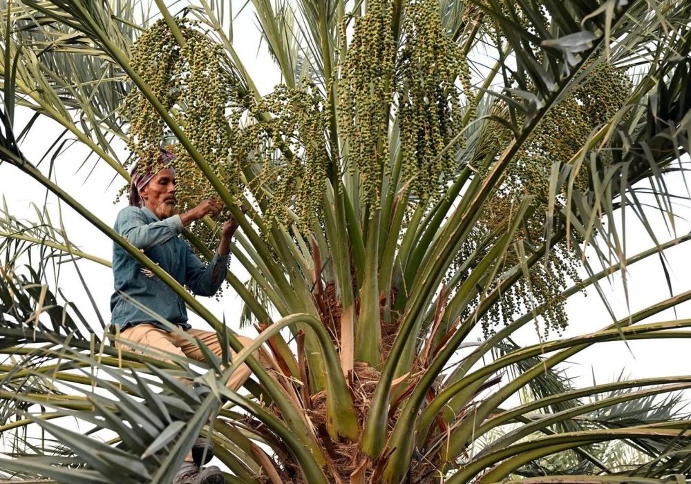 ”النخيل“ يعيد فتح باب التسجيل في برنامج شراء التمور