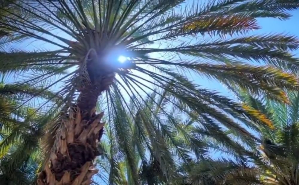 ”النخيل“ يعيد فتح باب التسجيل في برنامج شراء التمور