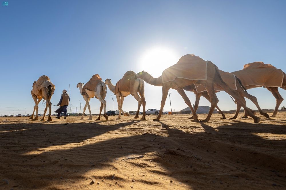 إنشاء مدينة الإبل النموذجية في القرية العليا - واس