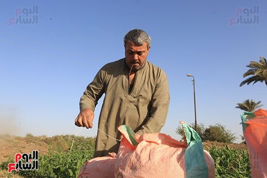 حصاد القمح (16) حصاد القمح (16)