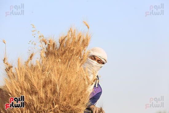 حصاد القمح (14) حصاد القمح (14)
