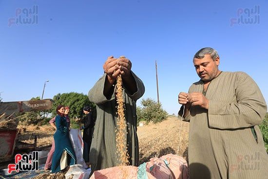 حصاد القمح (18) حصاد القمح (18)