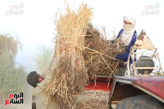 حصاد القمح (10) حصاد القمح (10)