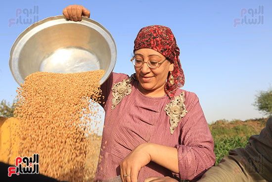 حصاد القمح (3) حصاد القمح (3)