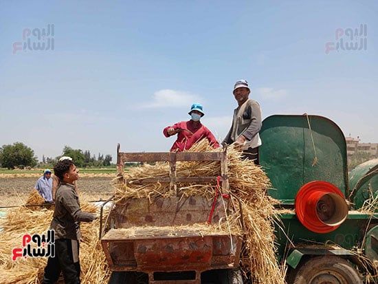 دريس-القمح دريس-القمح