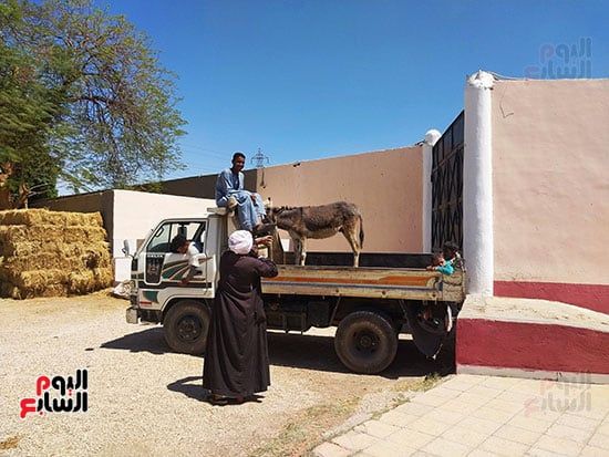 فرحة-شاب-بعلاج-حماره-فى-المستشفى-الأجنبي-الخيرى فرحة-شاب-بعلاج-حماره-فى-المستشفى-الأجنبي-الخيرى