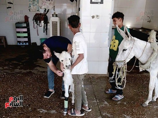 خدمات-علاجية-مميزة-للحمير-فى-المستشفى خدمات-علاجية-مميزة-للحمير-فى-المستشفى