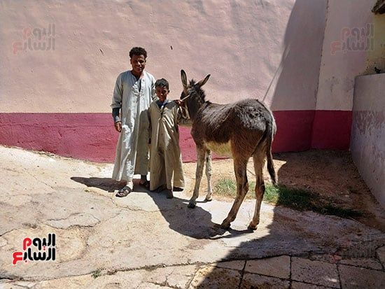 فرحة-طفل-بعلاج-حماره-فى-المستشفى-الأجنبي-الخيرى_1 فرحة-طفل-بعلاج-حماره-فى-المستشفى-الأجنبي-الخيرى_1