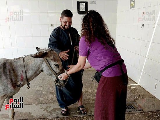 بيطرية-أجنبية-خلال-رعاية-الحمير-داخل-المستشفى بيطرية-أجنبية-خلال-رعاية-الحمير-داخل-المستشفى