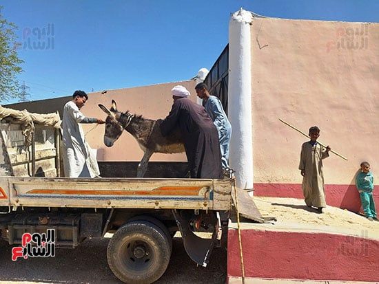 دعم-مميز-للحمير-فى-مستشفى-أجنبي-خيري-بالأقصر دعم-مميز-للحمير-فى-مستشفى-أجنبي-خيري-بالأقصر