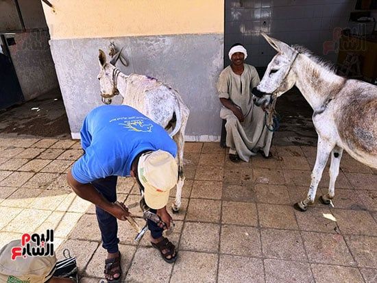 رعاية-صحية-مميزة-للحمير-فى-مستشفى-علاج-الحيوانات-بالأقصر رعاية-صحية-مميزة-للحمير-فى-مستشفى-علاج-الحيوانات-بالأقصر