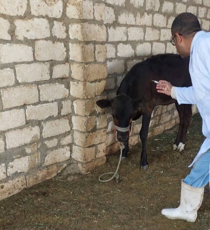 حملات فحص وتحصين الماشية ضد الحمى القلاعية والوادى المتصدع حملات فحص وتحصين الماشية ضد الحمى القلاعية والوادى المتصدع