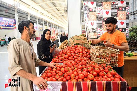 الطماطم الطماطم