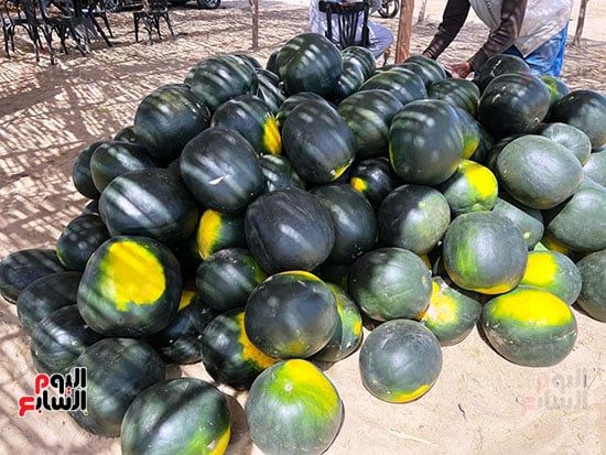 البطيخ البطيخ