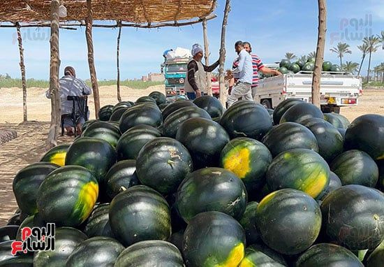 بدء-حصاد-البطيخ-بالدقهلية بدء-حصاد-البطيخ-بالدقهلية