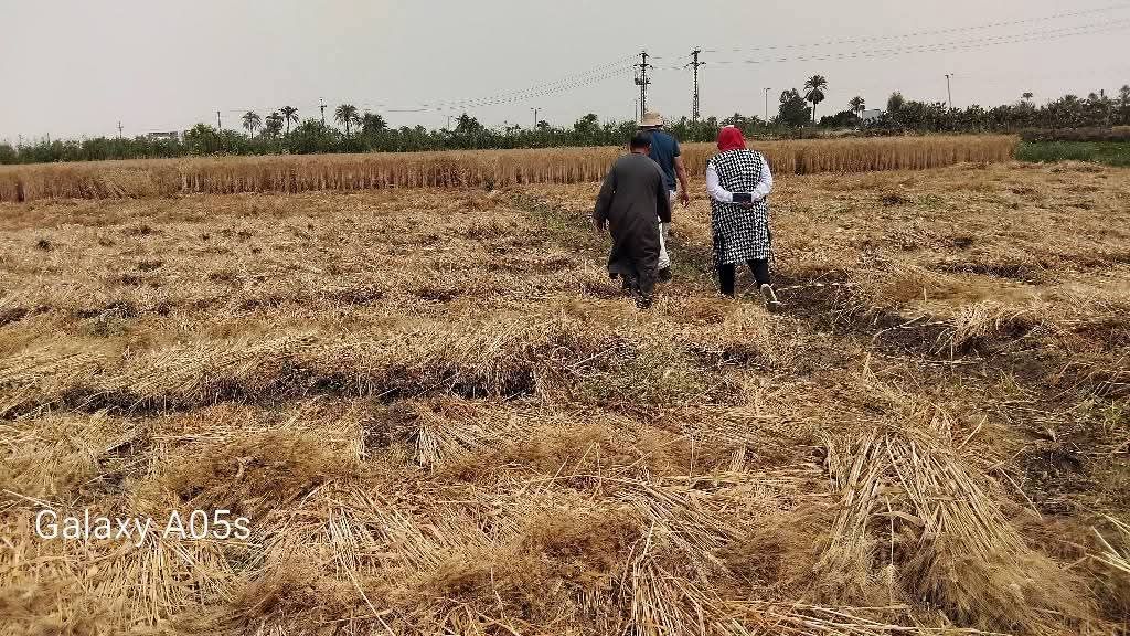 زراعة المنيا زراعة المنيا