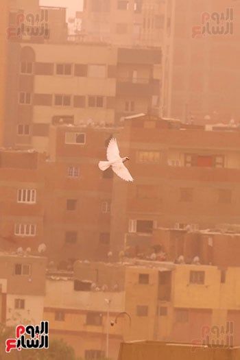 ارتفاع نشاط الرياح في بعض مناطق القاهرة ارتفاع نشاط الرياح في بعض مناطق القاهرة