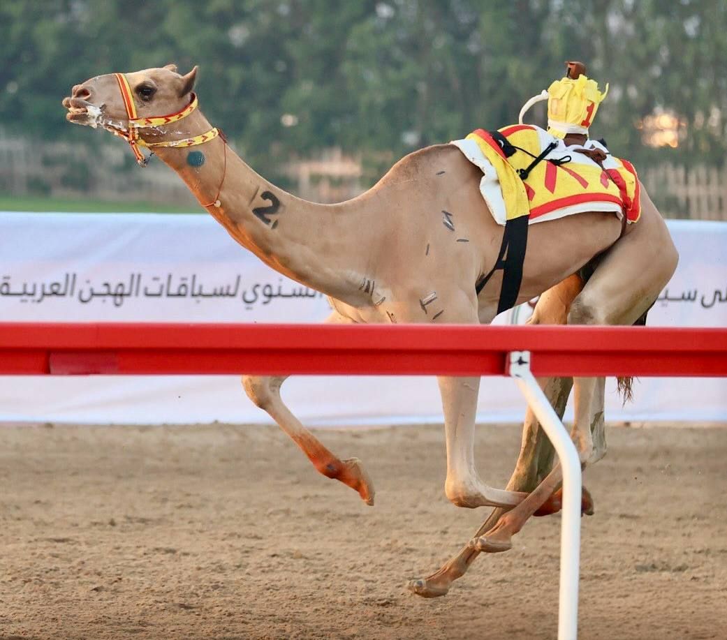 من لهجن الفائزة من لهجن الفائزة