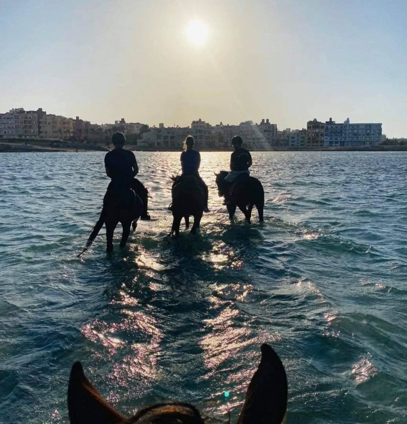 حالة من المتعة على ظهر الخيول على جزر نيل غرب الأقصر حالة من المتعة على ظهر الخيول على جزر نيل غرب الأقصر