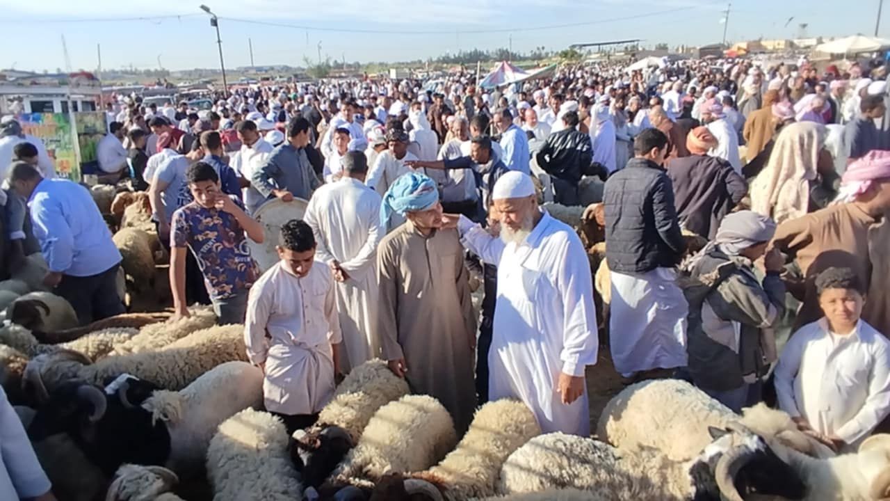 اقبال علي سوق الأغنام في الإسكندرية اقبال علي سوق الأغنام في الإسكندرية