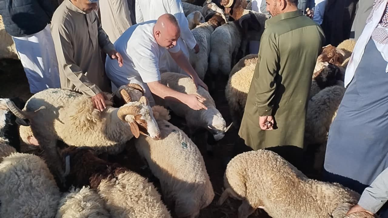 المواطنين يتوافدون علي سوق الأغنام في الإسكندرية المواطنين يتوافدون علي سوق الأغنام في الإسكندرية