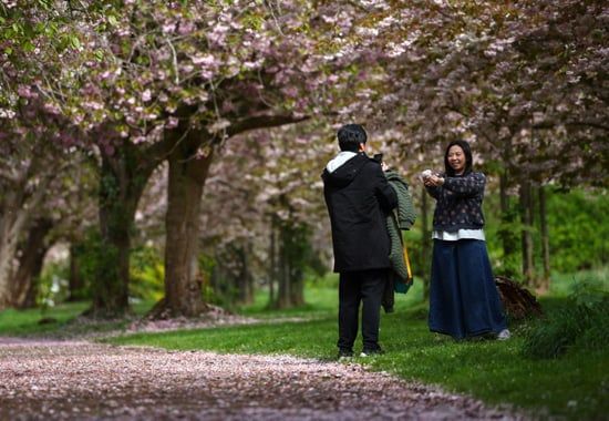 أزهار الربيع في ليفربول (8) أزهار الربيع في ليفربول (8)