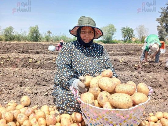 حصاد-البطاطس-بالشرقية_1 حصاد-البطاطس-بالشرقية_1