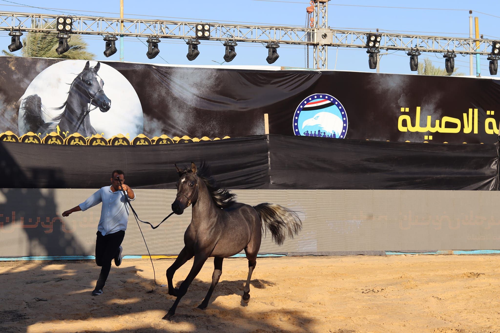 مهارة الخيل في المهرجان مهارة الخيل في المهرجان