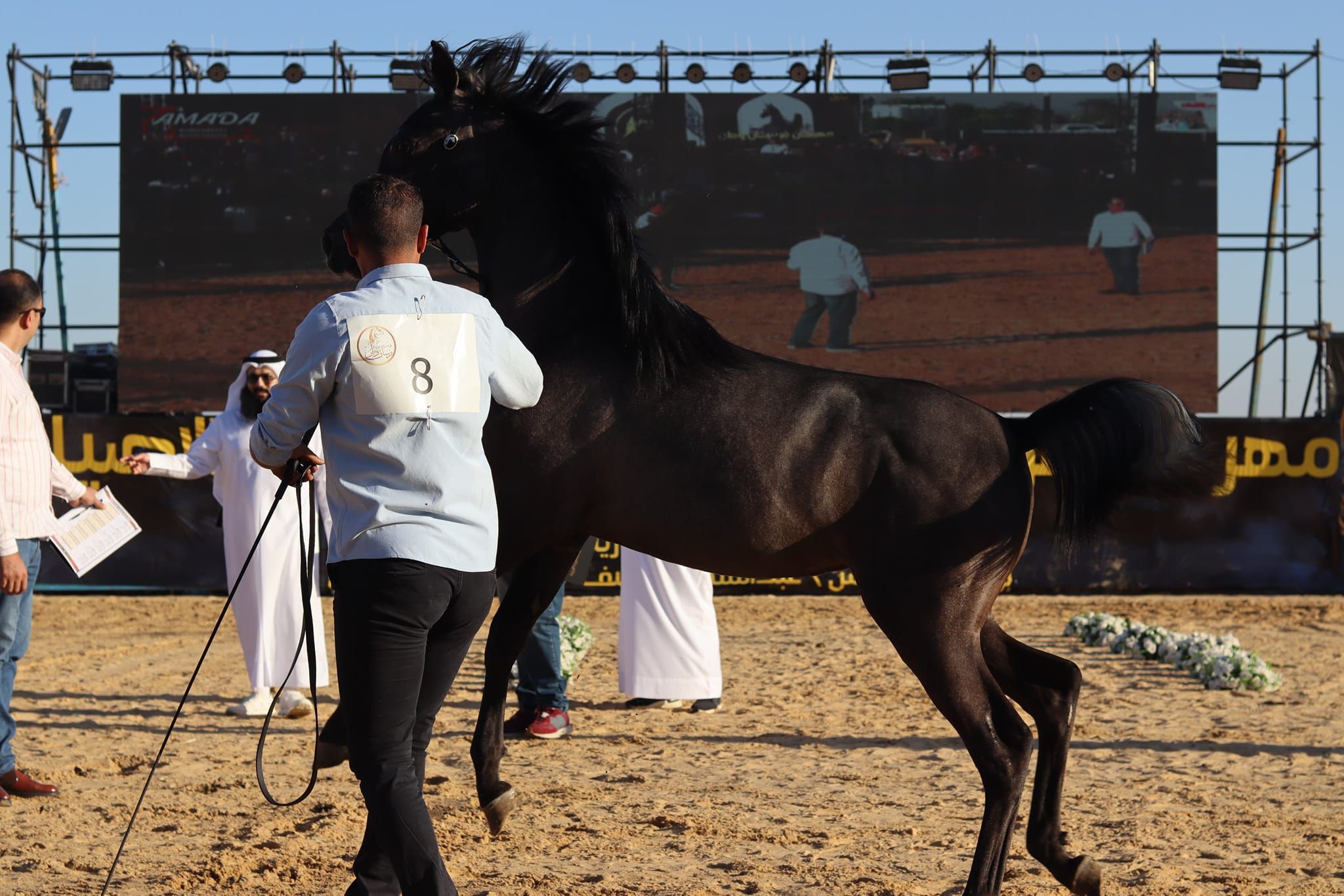 جمال الخيول بالمهرجان جمال الخيول بالمهرجان