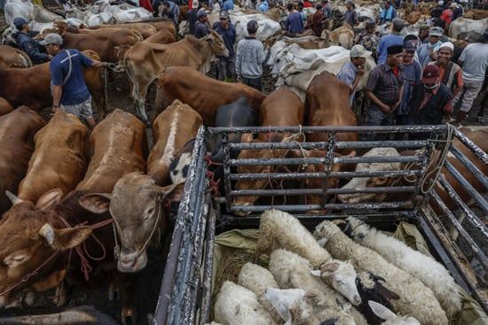شراء أضاحى العيد فى إندونيسيا (9) شراء أضاحى العيد فى إندونيسيا (9)