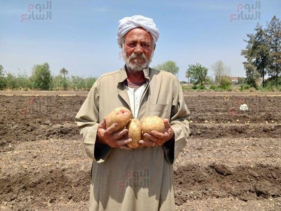 من-كبار-مزراعى-البطاطس من-كبار-مزراعى-البطاطس