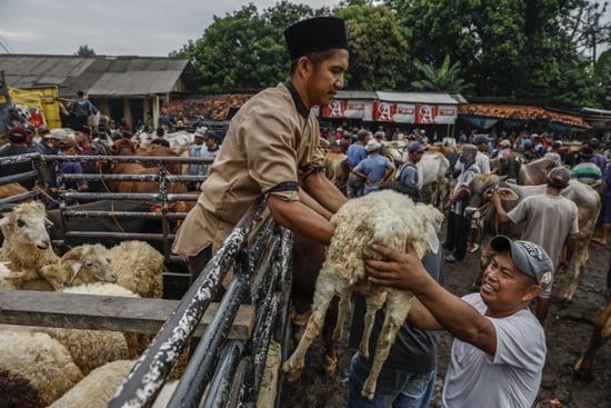 شراء أضاحى العيد فى إندونيسيا (8) شراء أضاحى العيد فى إندونيسيا (8)