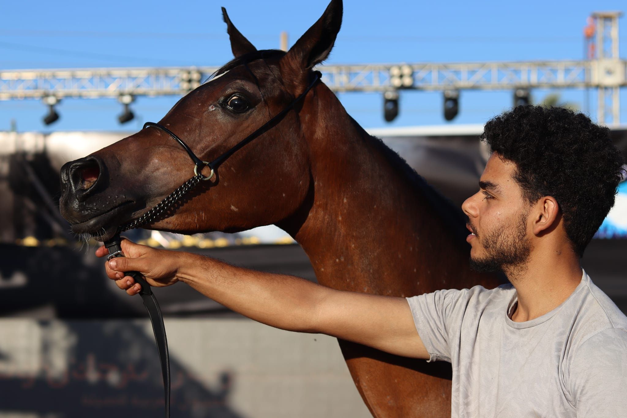 روعة وجمال الخيل بالمهرجان روعة وجمال الخيل بالمهرجان