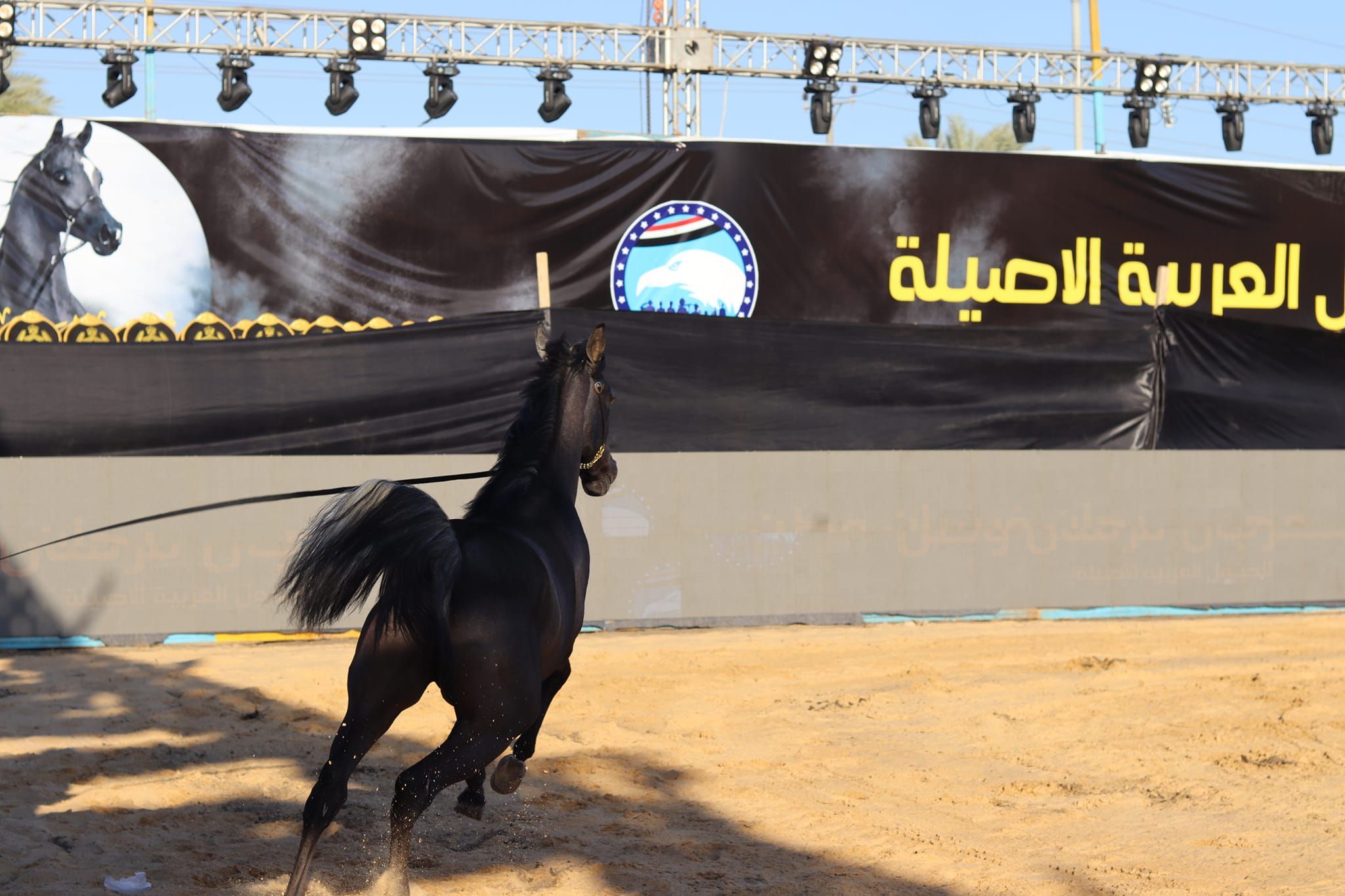 جمال الخيل خلال المهرجان جمال الخيل خلال المهرجان