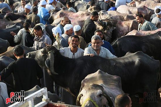 سوق مزغونة في مركز البدرشين سوق مزغونة في مركز البدرشين