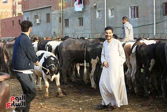 داخل سوق المواشى داخل سوق المواشى