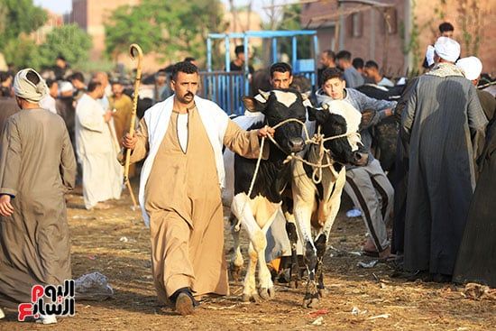 الاضاحى الاضاحى