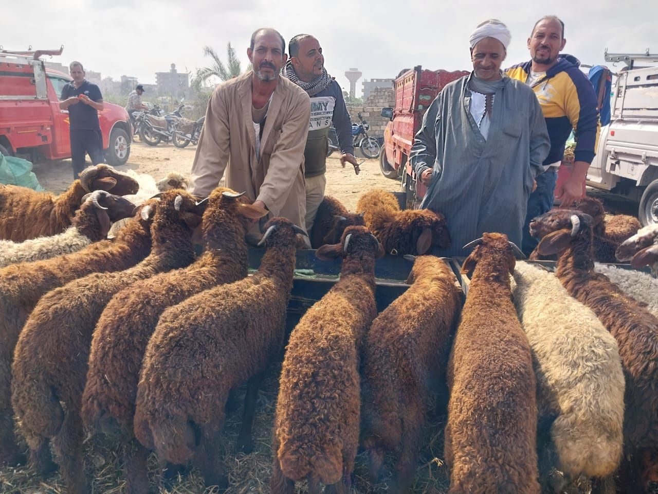الاضاحى الاضاحى